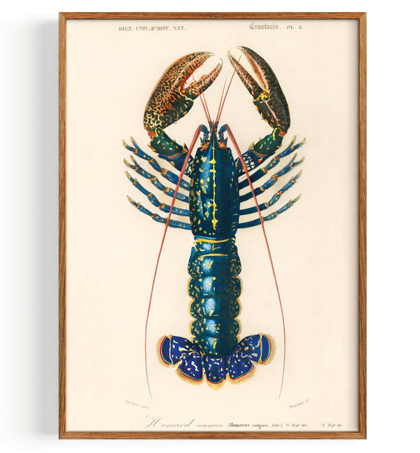 Crimson Crawfish Palemon Ornatum Lobster (1892)