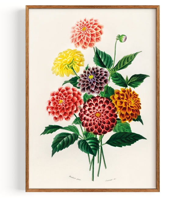 Dahlia (1892)