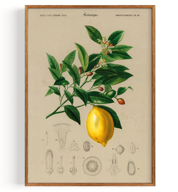 Lemon (Citrus Limonium) (1892)