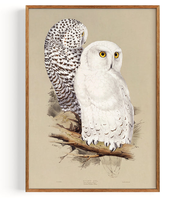 Snowy Owl Illustration (1832-1837)