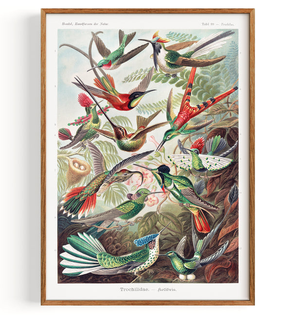Trochilidae Hummingbirds from Art Forms of Nature (1904)