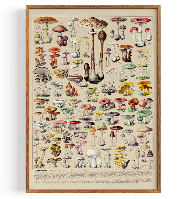 Mushroom/Fungi Collection (1932)