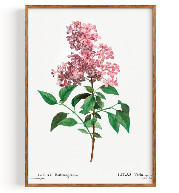 Chinese Lilac Rothomagensis (1801-1819)