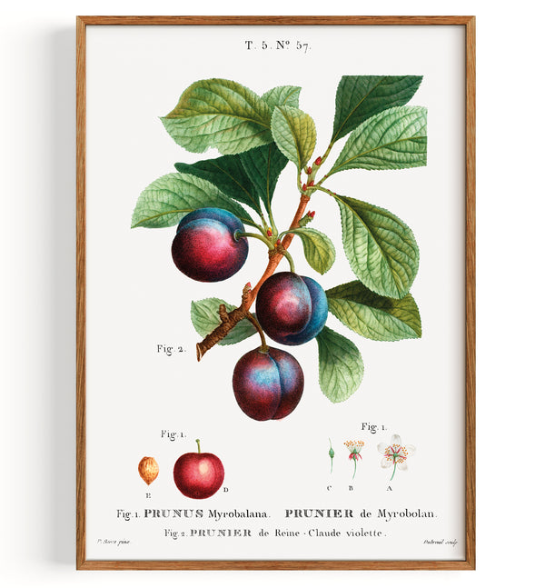 Prunus myrobalana (1801-1819)