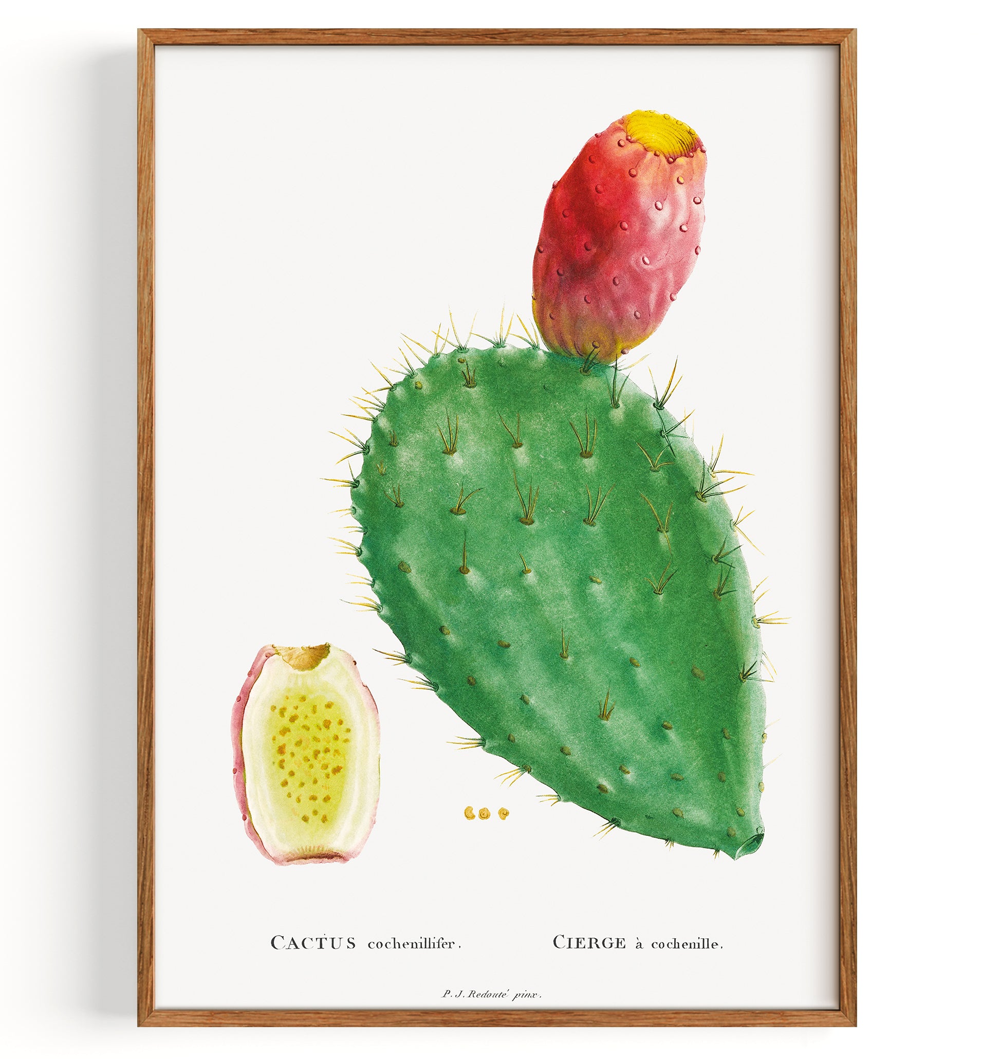 Cactus Cochinillifer (1799)