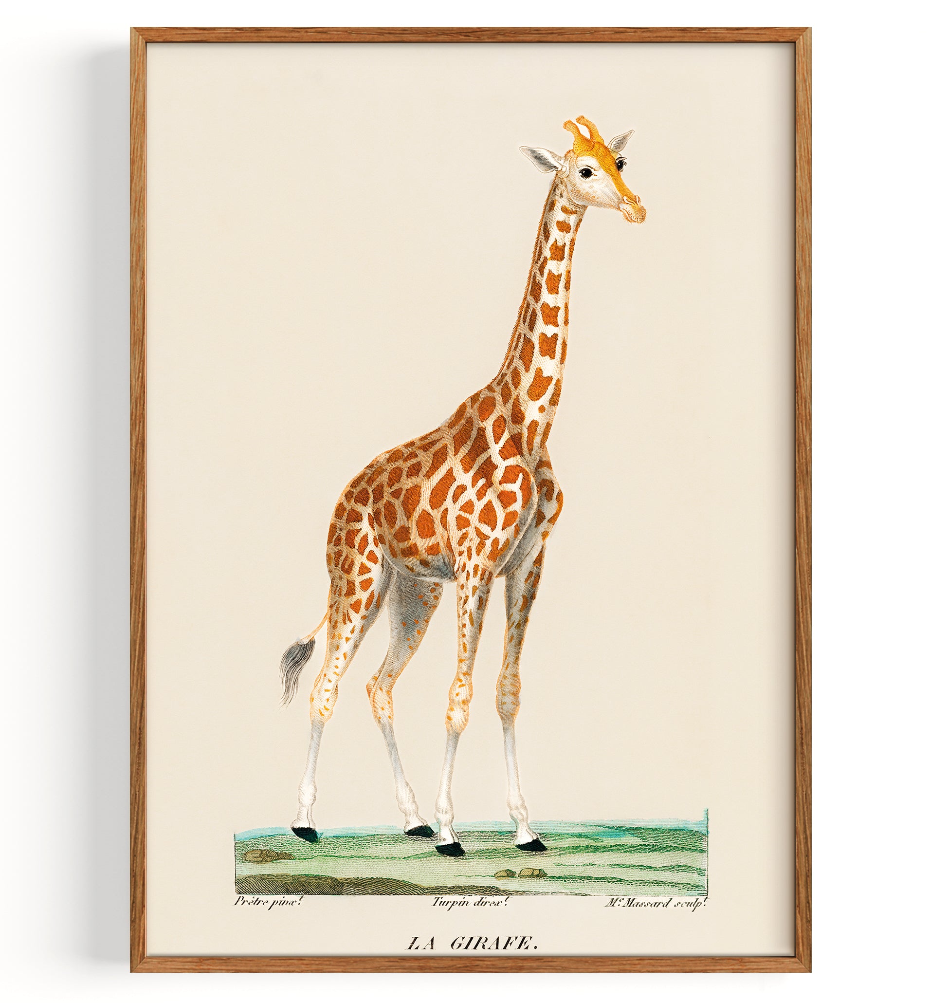 Illustration de girafe (1840)