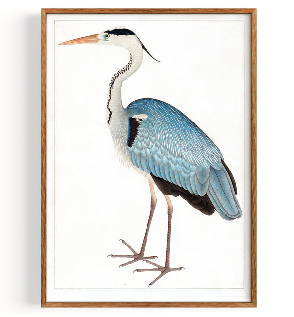 Indian Gray Heron Stork (1780)