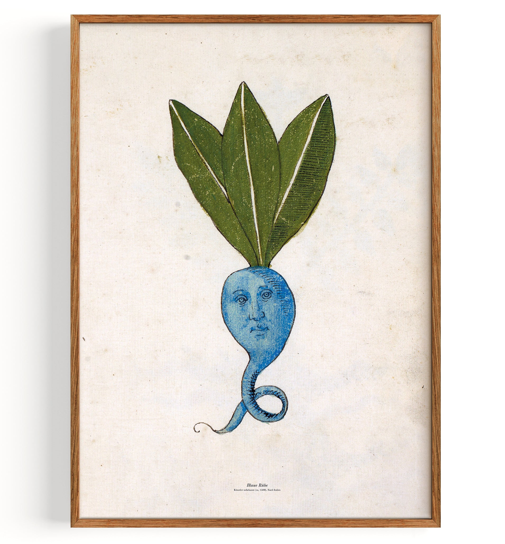 Blue turnip (1500)