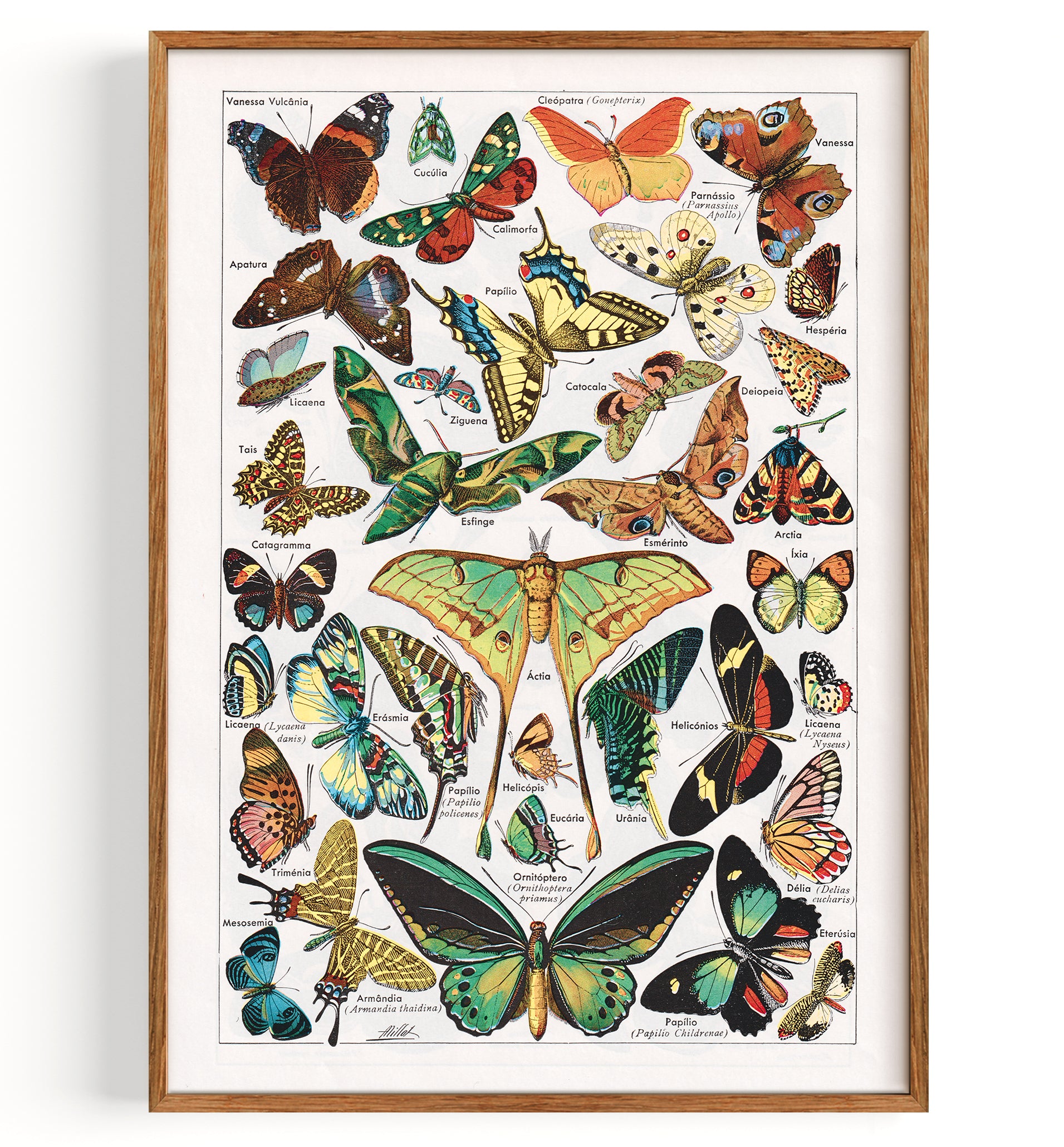 Vintage Butterflies (undated)