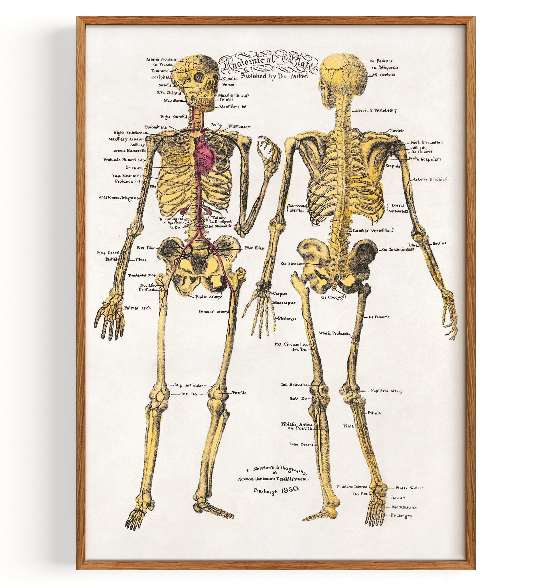 Anatomy skeleton (undated)