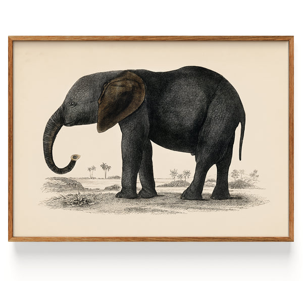 The History of the Earth and Animated Nature Elephant (1848)