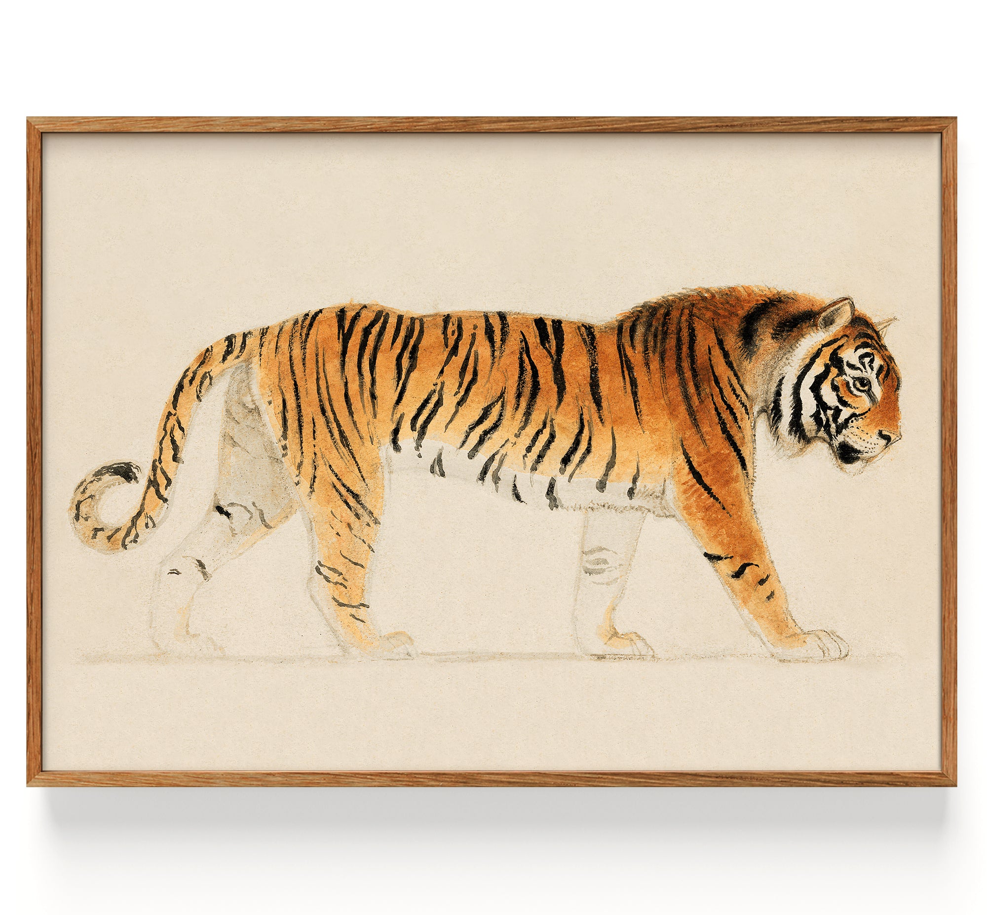 Tiger walking towards right (1755-1834)