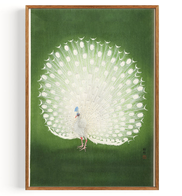 White Peacock (1934 to 1941)