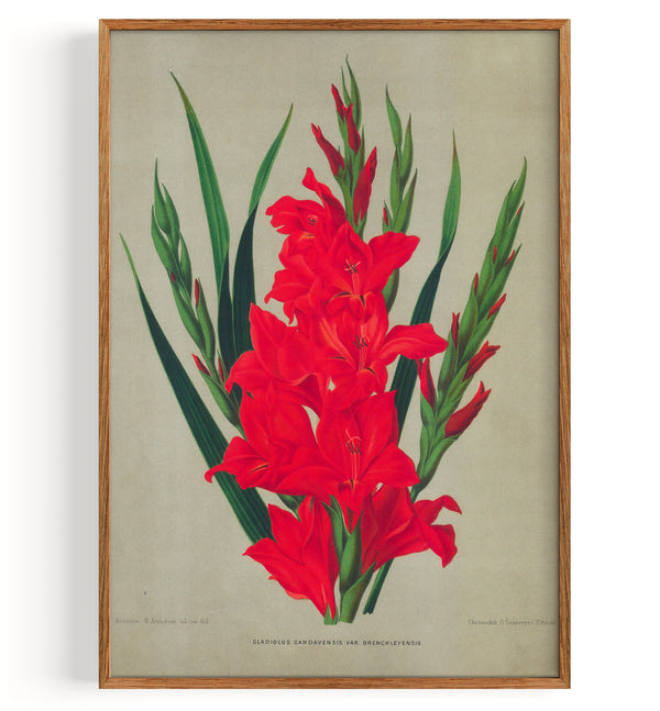 Gladiolus (1880)