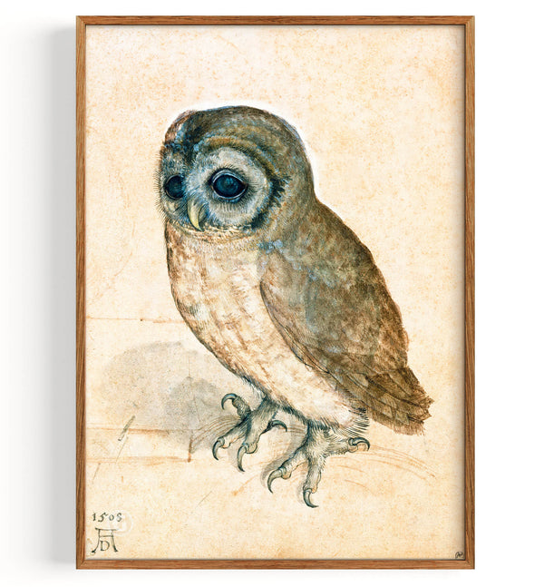 Little Owl (1471-1528)