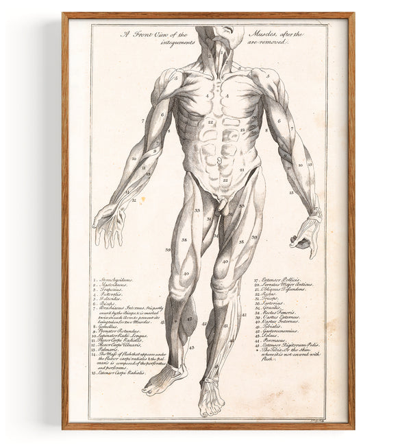 Anatomy Myology front (1775)
