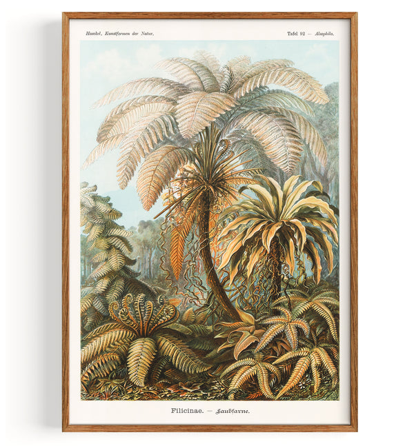 Ferns (1904)