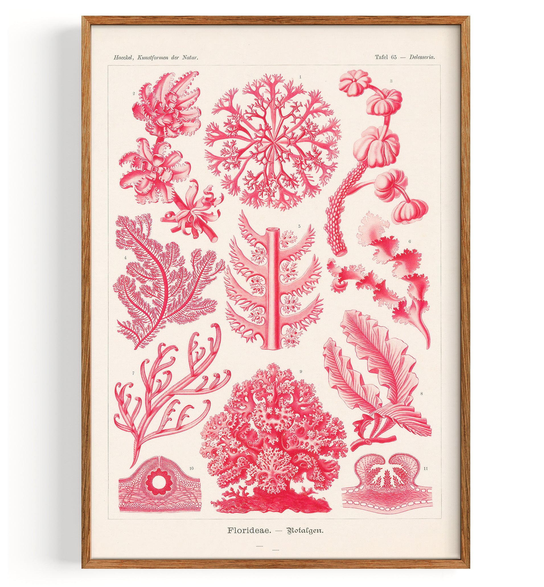 Rhodophyta Red Algae (1904)