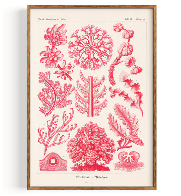 Rhodophyta Red Algae (1904)