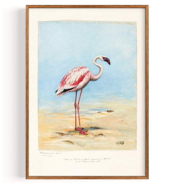 Flamingo (1860–1954)