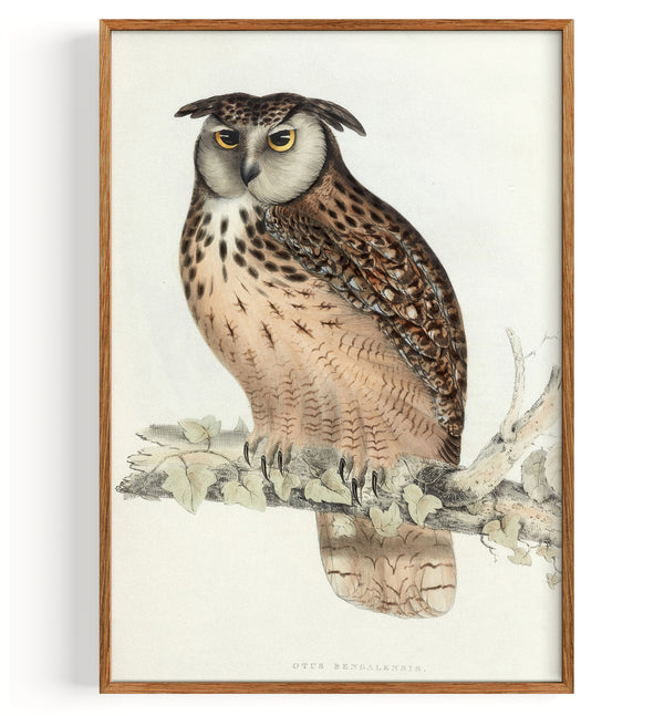 Otus Bengalensis (Bengal eagle owl) (1832)