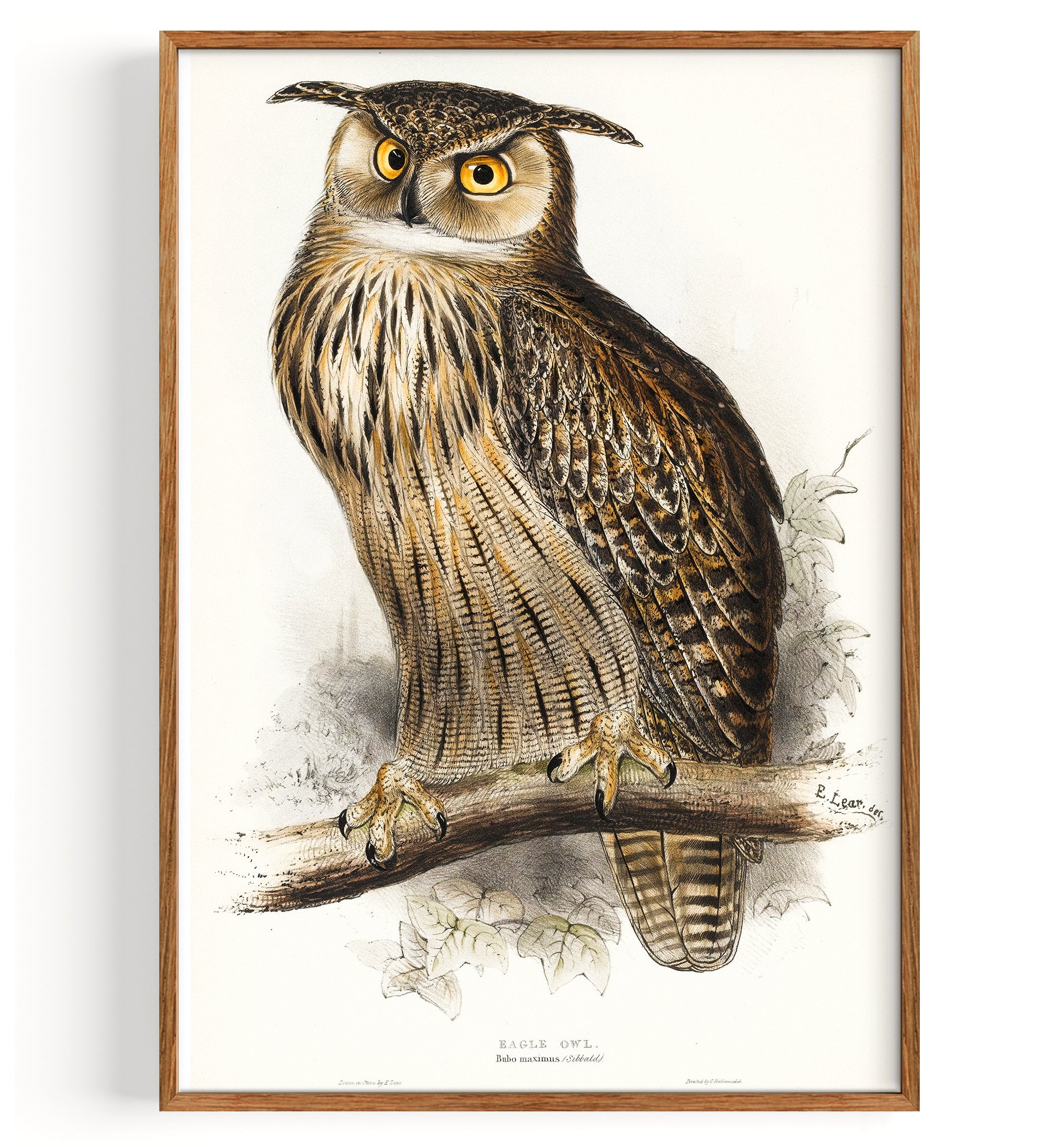 Eagle Owl Eagle Owl | The Birds Of Europe (1837)