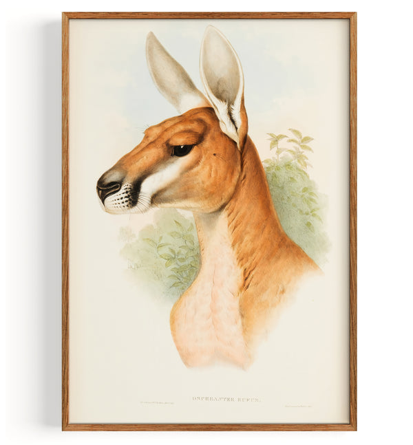 Dsphranter Rufus (Red Kangaroo) (1863)