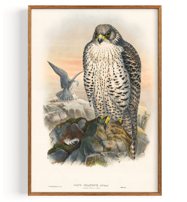 Iceland Falcon (1873)