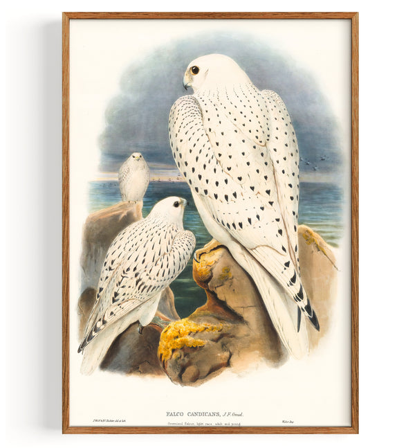 Peregrine Falcon Greenland Falcon (1873)