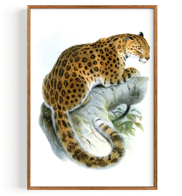 Leopardus Japonensis (1862)