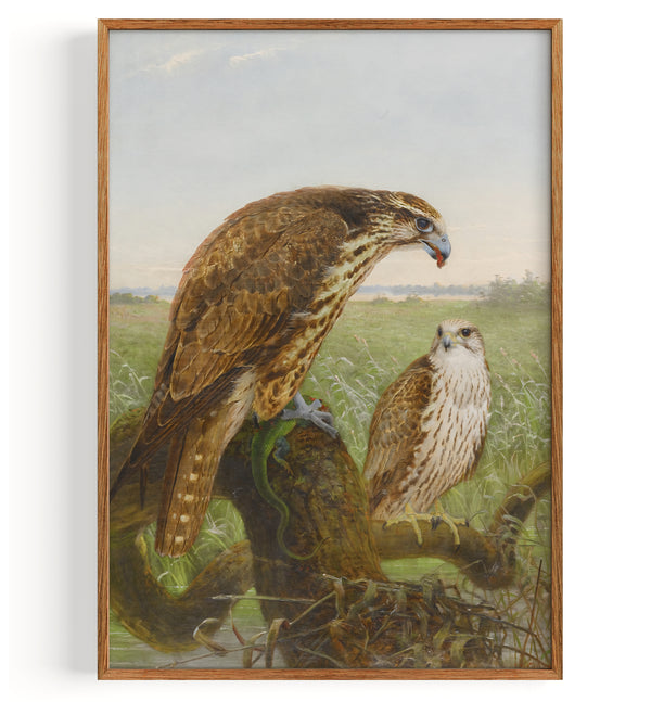 Saker Falcons (1864)