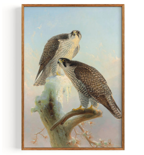 Norwegian Gyrfalcon (1866)
