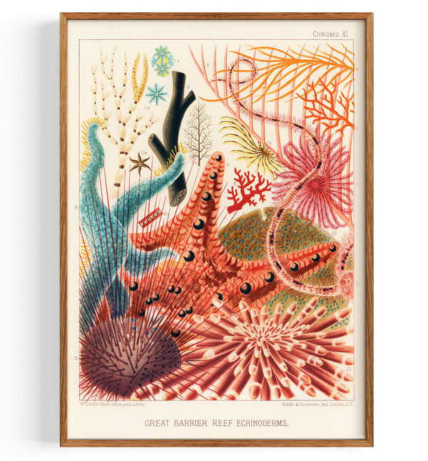 Great Barrier Reef Echinoderms from The Great Barrier Reef of Australia (1893)