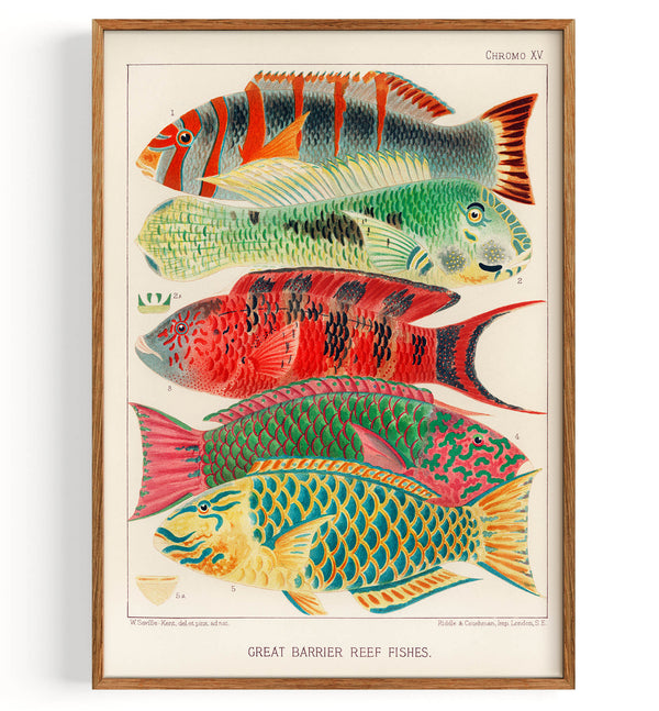 Great Barrier Reef Fishes from The Great Barrier Reef of Australia (1893)