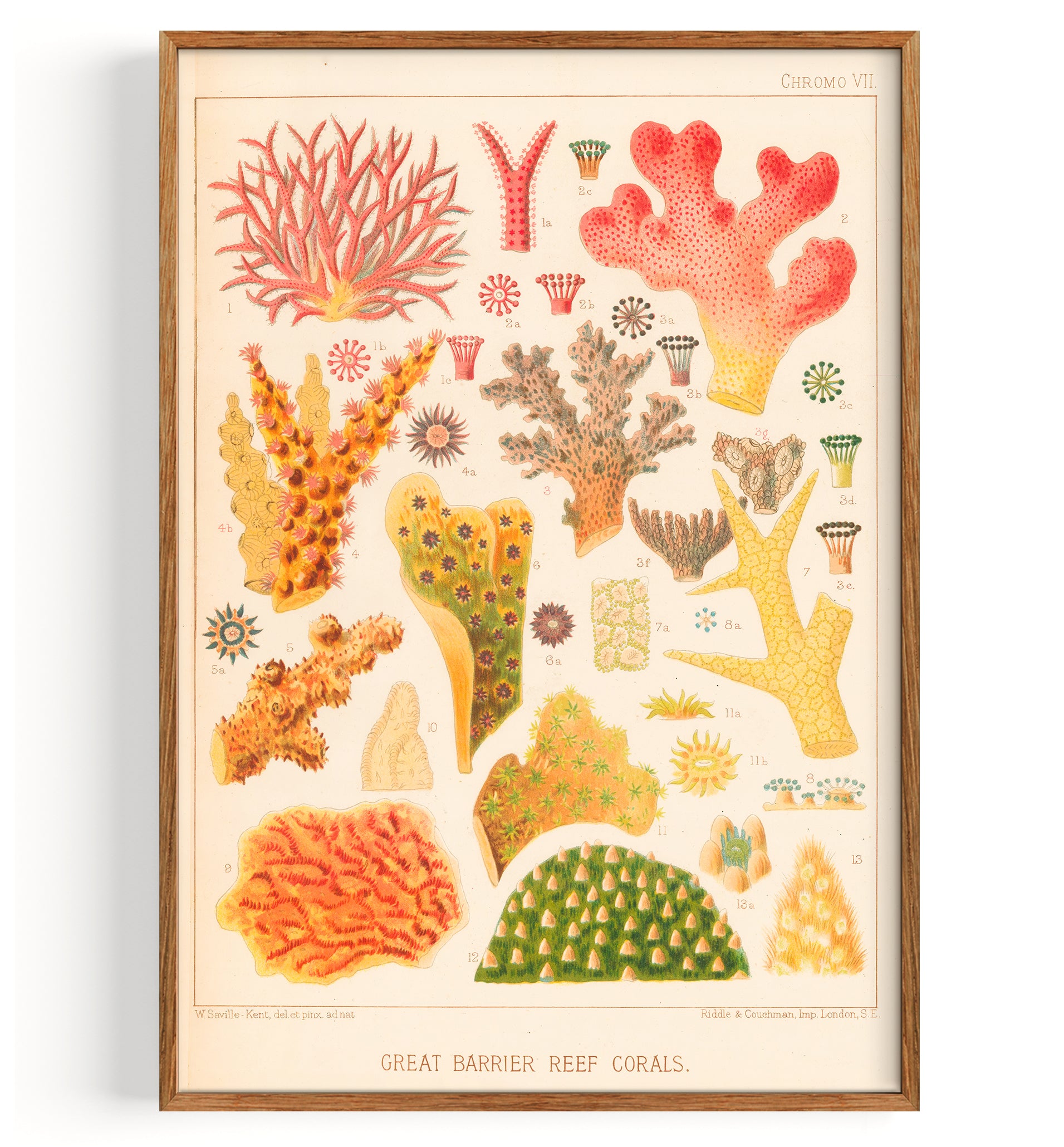Types Of Corals In The Great Barrier Reef