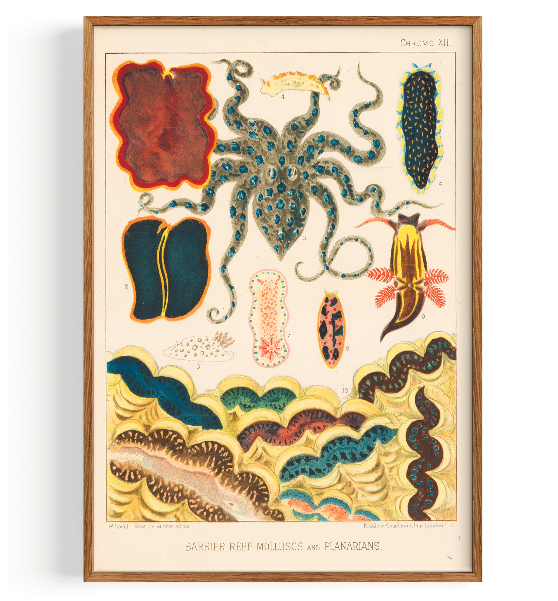 Great Barrier Reefe Octopus Molluscs And Planarians (1893)