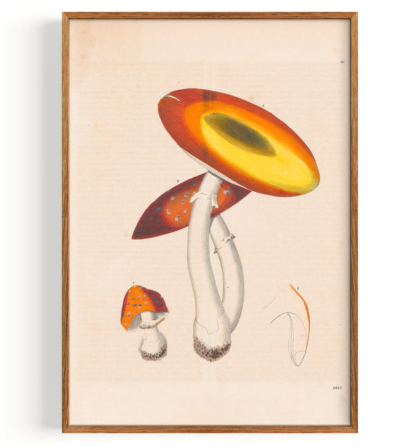 Mushrooms Fly Agaric (1843)