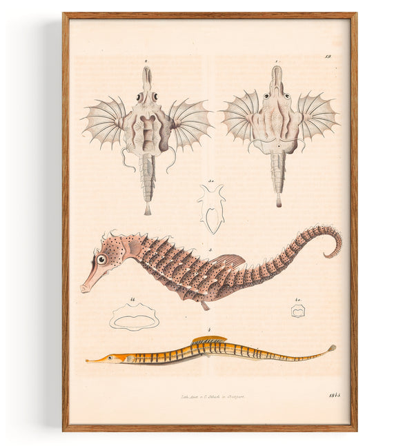 Seahorse, Dragonfish and Pipefish (1845)