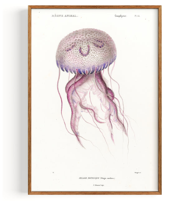 Jellyfish Mauve Stinger (1849)