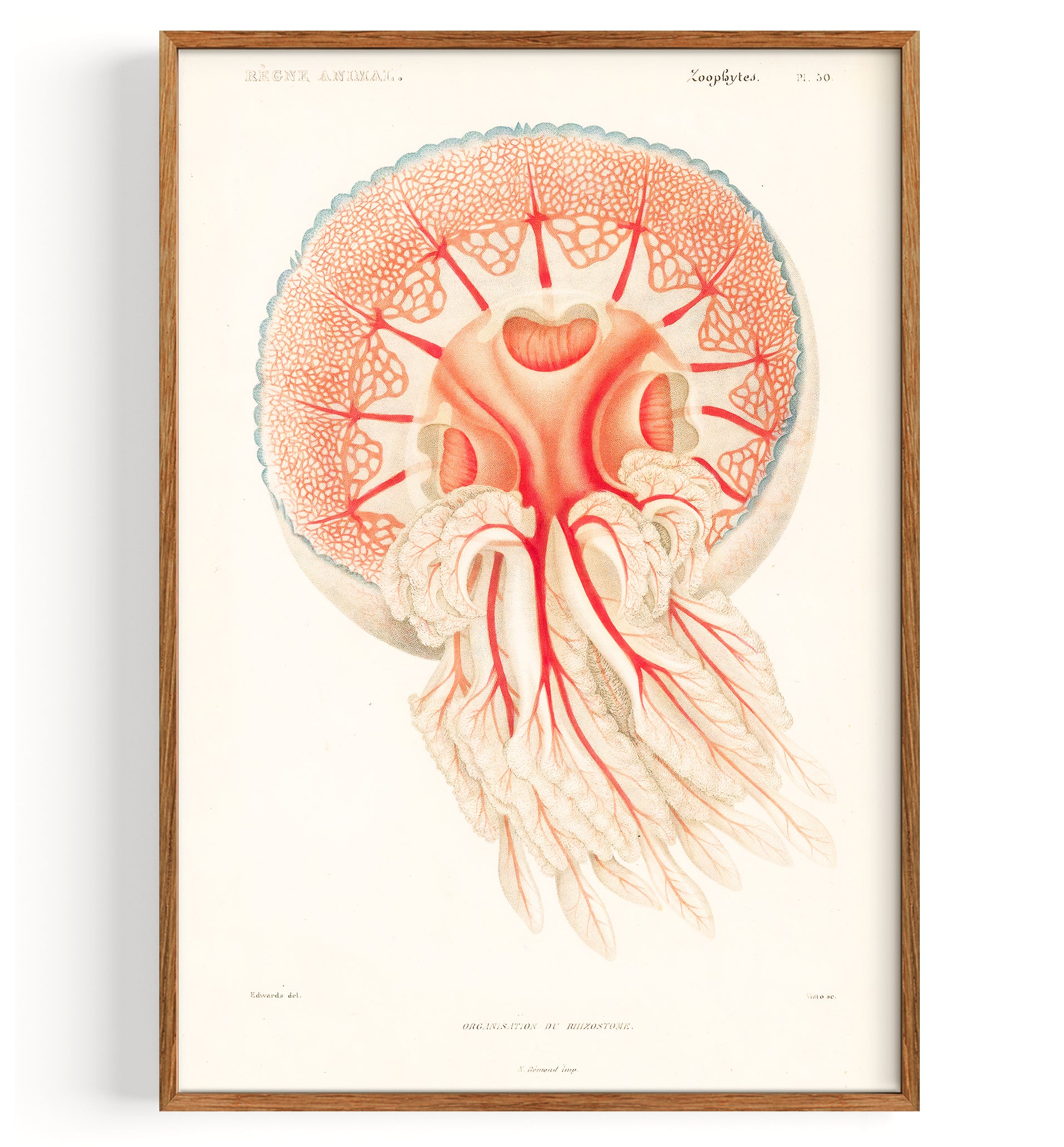Jellyfish Rhizostoma (1849)