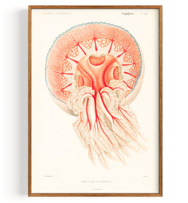 Jellyfish Rhizostoma (1849)