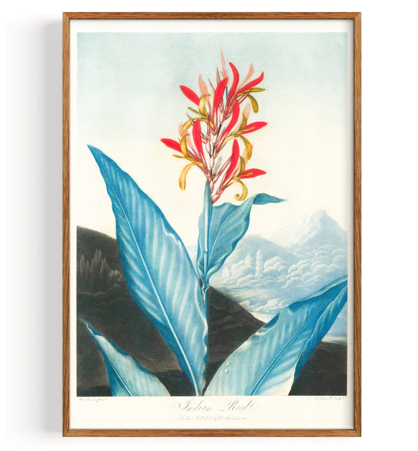 Indian Reed (1804)