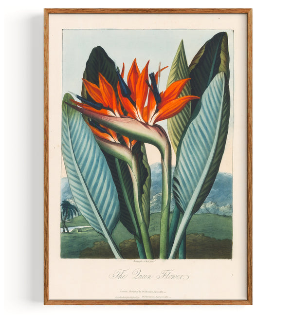 Bird Of Paradise Queen Flower (1812)