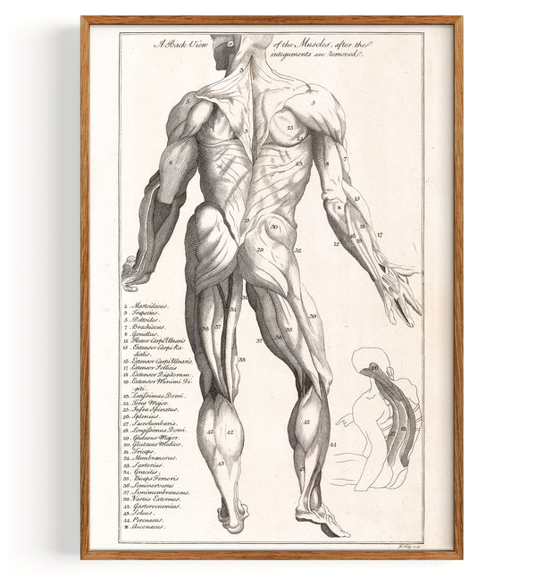 Anatomy Myology back (1775)