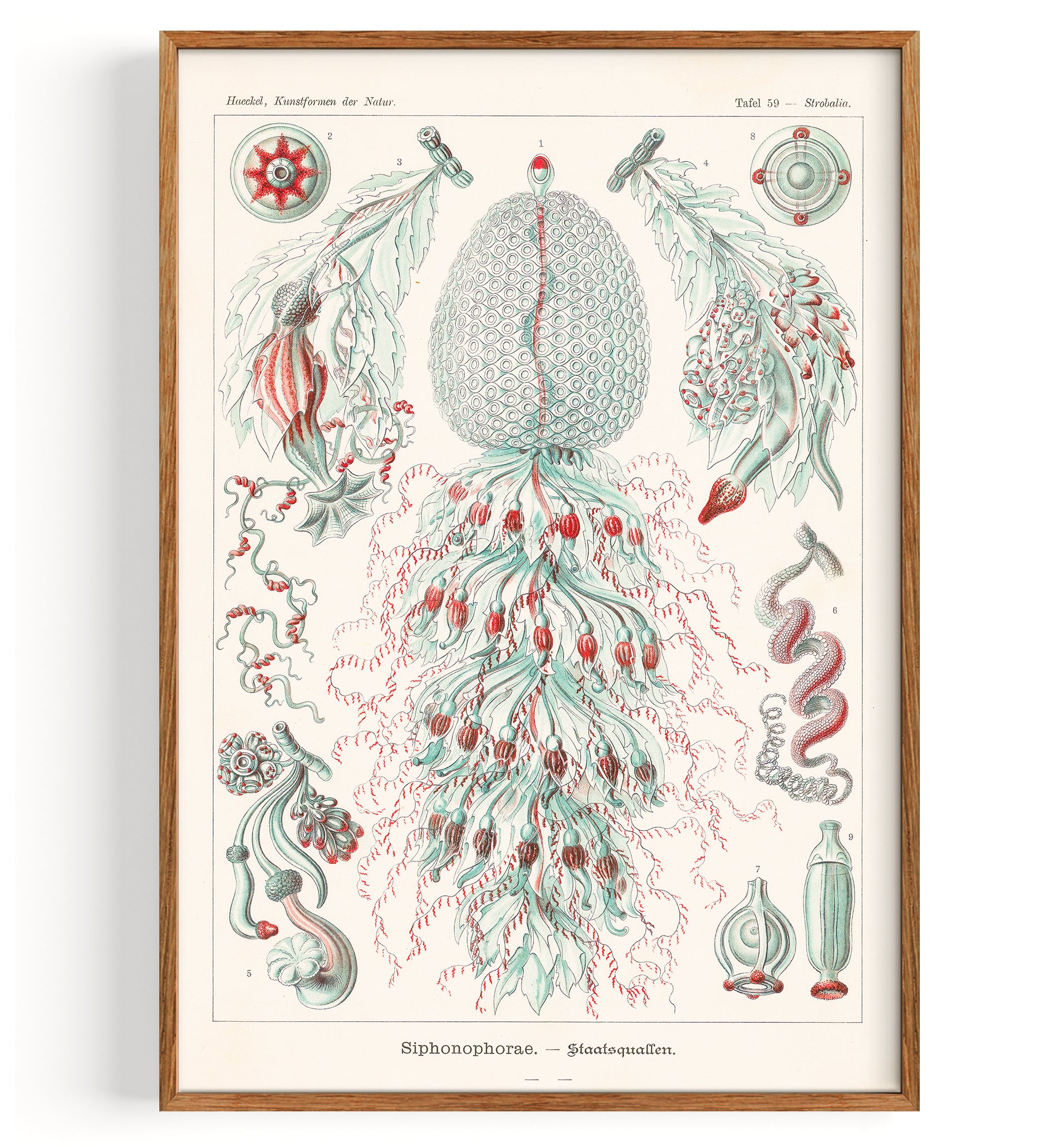 Hydrozoans (1904)