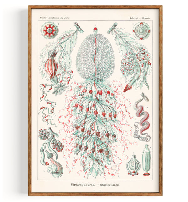 Hydrozoans (1904)