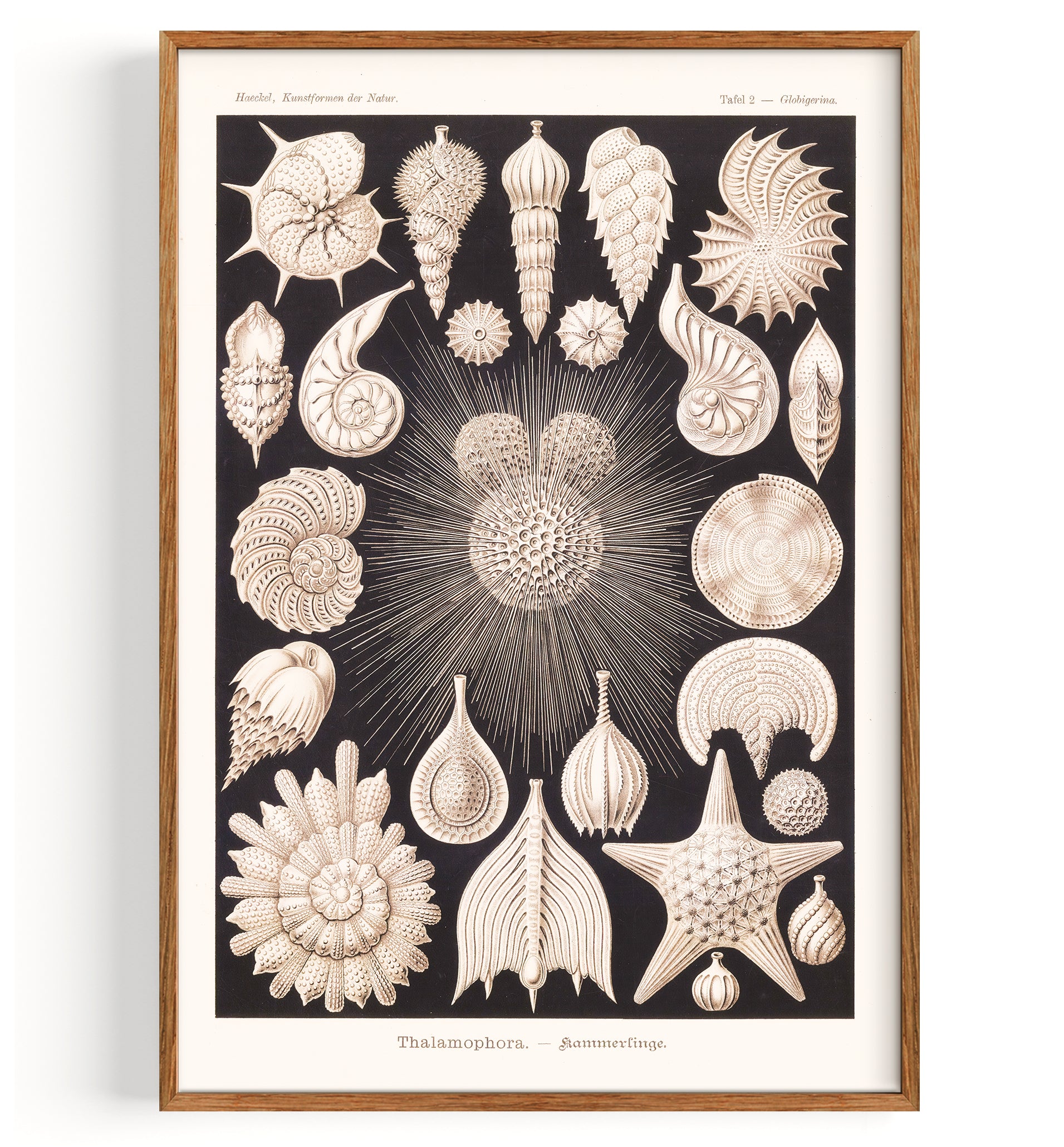 Shells Foraminifera (1904)