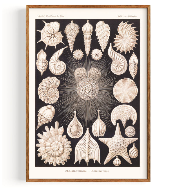 Shells Foraminifera (1904)