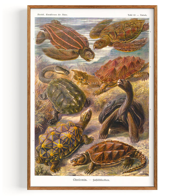 Turtles Sea Turtles (1904)
