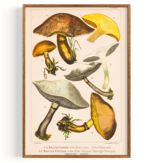 Mushrooms Greville S And Sticky Boletus (1890)